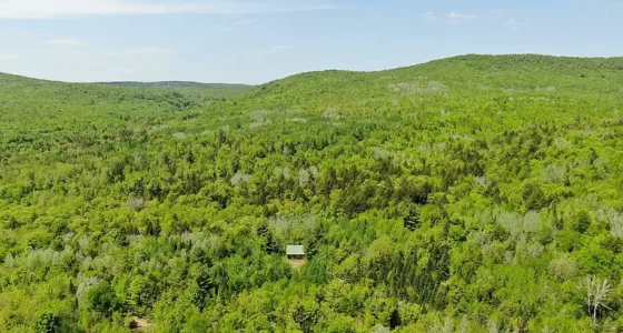 Affordable Maine land for sale. Own this 170-acre hunting land.